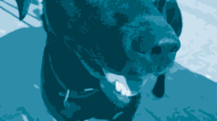 Barking up the right tree: How dogs boost employee well-being